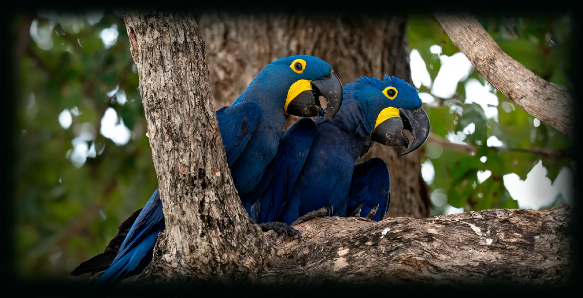 Imagem de fundo de Arara Azul - Poytara